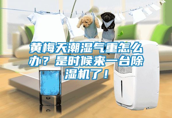 黄梅天潮湿气重怎么办？是时候来一台除湿机了！