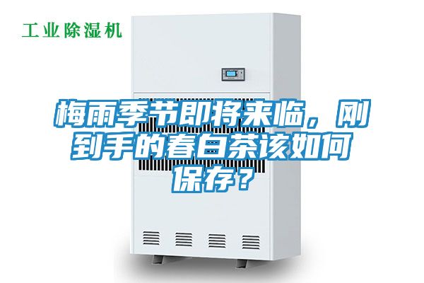 梅雨季节即将来临，刚到手的春白茶该如何保存？