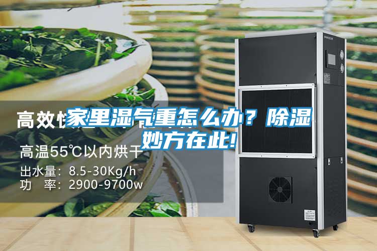 家里湿气重怎么办？除湿妙方在此!