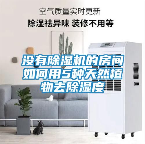 没有除湿机的房间如何用5种天然植物去除湿度