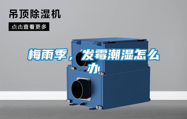 梅雨季，发霉潮湿怎么办