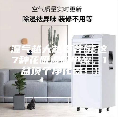 湿气越大越要养(花这7种花吸湿吸甲醛，1盆顶个净化器！)